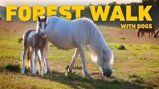 [NO ADS] Dog TV for Dogs to Watch  Forest Dog Walk Amongst Ponies & Foals  Nature Sounds for Dogs