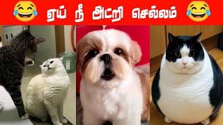 களத்துல இறங்கு டா கைப்புள்ள... #viral #trending #comedy #funnyanimalvideos