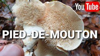 Identifier le Pied-de-mouton ! [Cueillette des champignons]