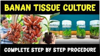 Banana Plant Tissue Culture: Complete Procedure