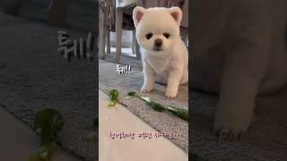 다이어트 하던 강아지 결국… #샤샤의하루 #포메라니안