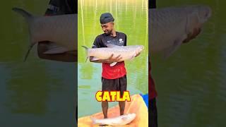 Catching Catla Fish from Boga Lake with Village Net #Shorts