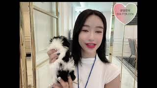 펫제이 신입생 소개합니다 ~ 어디에도 없는 오직 펫제이 만의 파티 말티푸 소개합니다 !!