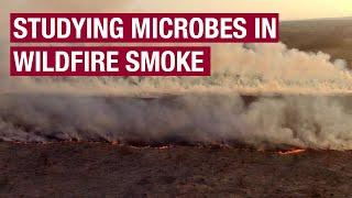 NIC Summer of Science: Pyroaerobiology - studying the survival rates of microbes in wildfire smoke