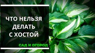 Что нельзя делать с хостой — 4 главные ошибки, которые раньше портили мое растение