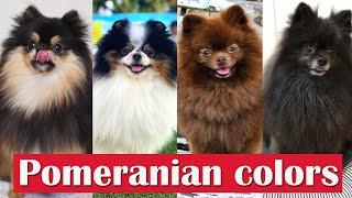 13 Different Types Of Pomeranian Dog colors and patterns