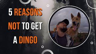 5 Reasons not to get a dingo