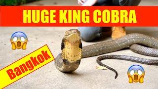 HUGE KING COBRA | MEET ORACLE