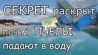 Почему пчелы тонут в водоемах. Эксперимент раскрыл секрет