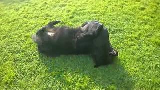 Cute puppy Wrestles older dog