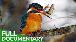 Wild River Rhine | Free Documentary Nature