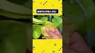 植物居然能听懂人讲话？#娱乐评论大赏 #植物 #水果蔬菜#shorts