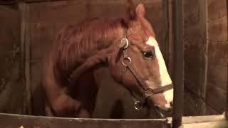 Morning Barn Chores Voiceover