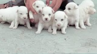 PET SHOP IN CHANDIGARH MOHALI PANCHKULA ZIRKPUR  ALL BREED DOGS SALE AND PURCHASE PURE BREED DOGS