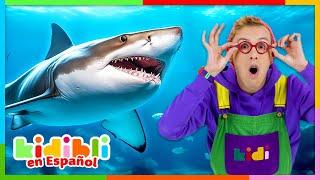 Aprendamos sobre tiburones y peces | Videos educativos para niños Kidibli