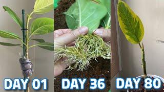 How to Air-Layering Rubber Plants / New Method to Grow Rubber Plants From Cutting Success 100%