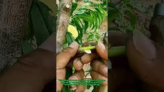 Fruit Tree Grafting Hack - 200% Peach Yield Trick