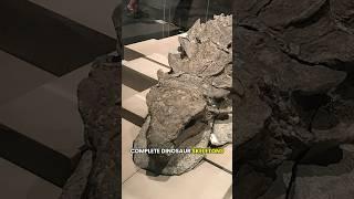 Why Are Complete Dinosaur Skeletons So Rare?