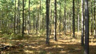 SC Acreage: Private Estate - Hunting Land For Sale