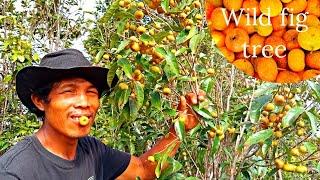 Picking Wild FIG fruit//God's wood slab inside the forest// #survivalfoods #naturelovers #simplelife