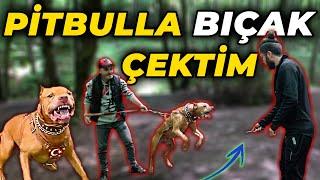 PİTBULLUN KORUDUĞU ADAMI BIÇAKLA TEHDİT ETTİM! - (Bu Pitbullun Acıması Yok!)