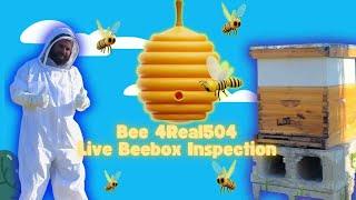 Live Hive Inspection Queen Issues , going into #1 and #3 hives Not doing well! No queen!