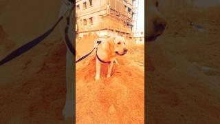 Atla untadhi manathoni #tyson #labrador #shorts #youtubeshorts #trending #trendingshorts #djtillu