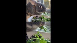 salad IS a breakfast food @OakleyandWillow #bunnies #rabbit #breakfast #salad