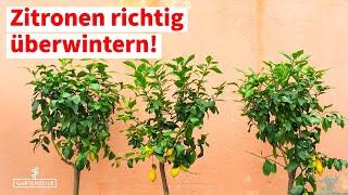 Zitronenbäume richtig überwintern - kühle oder warme Überwinterung? Unsere Tipps!