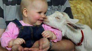 Melting Moment of Adorable Goats Snuggling With His Little Friends