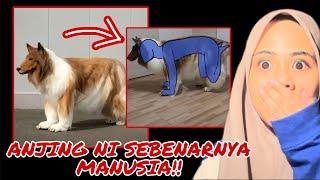 ANJING NI SEBENARNYA MANUSIA‼️ DIPAKSA JADI ANJING?!REAL WEH SUMPAH SCARYY!!