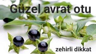 Güzel avrat otu ( Atropa bella-donna) tatlı meyveleri olan zehirli bitki.