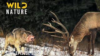 WILD CROATIA | Survival Secrets of the Dinaric Alps | Animal documentary