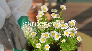 Too Pretty Not to Plant  Annuals in Pots, Hydrangea Pruning, Summer Sowing & DIY Canopy