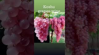 Koshu grapes are a unique Japanese grape variety primary used for winemaking.