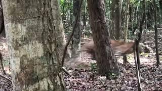 Dog attack leapord Nelumvila Big Male in Wilpattu National Park | Wilpattu Sri Lanka