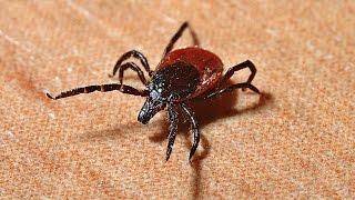 Lyme Disease Awareness Month in #SLOCounty