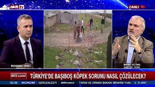 Sokak Köpeği Meselesi ve Toplumsal Sorumluluk Çağrısı- Mehmet Ali Önel   Muhammet Binici-Gece Ajansı