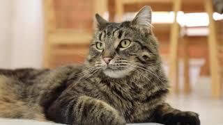 5 reason why you should adopt an adult cat | RSPCA South Australia