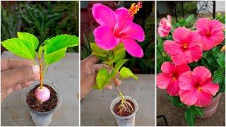 Grow a Hibiscus tree from a branch cutting easy step-by-step guide!