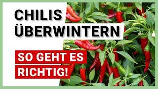 Chilis überwintern für einen mehrjährigen Anbau