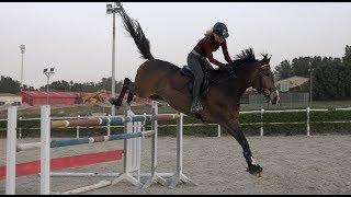 18 Year Old Horse Jumping 1.45m (Urano)