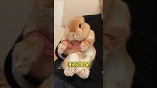 Зубастый кролик #shorts #добро