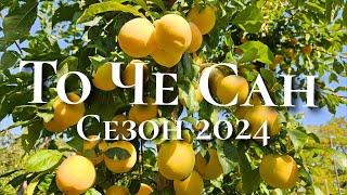 Слива То Че Сан. Сезон 2024 року.