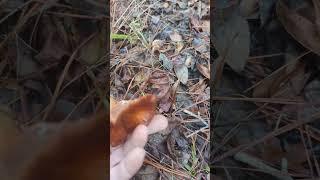 Corrugated milk cap (Lactifluus corrugis) and Bradley milkcaps edible mushrooms Russulaceae family