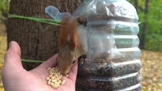 О белке в бутылке / About the squirrel in the bottle