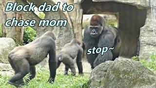 Episode #4 : Gorilla Jabali tried to block dad to chase mom. / 大猩猩Jabali試著阻擋爸爸去追逐媽媽