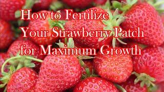 How to Fertilize Your Strawberry Patch for Maximum Growth!