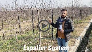 Espalier System (HDP Orchard)