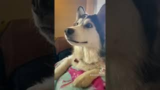 Penelopii watches an animated short film about guide dogs!  Husky mix who watches TV!